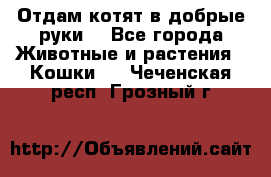 Отдам котят в добрые руки. - Все города Животные и растения » Кошки   . Чеченская респ.,Грозный г.